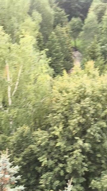 2025 дождь Березовая роща