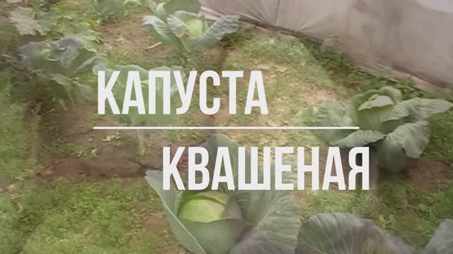 Квашенная капуста.