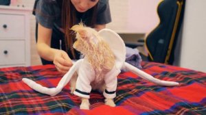 ПЕРВЫЙ РАЗ КУПАЕМ ЩЕНКА! ЭЛИС В ВАННОЙ - ЧТО С НЕЙ СТАЛО?! ПОМЕРАНСКИЙ ШПИЦ