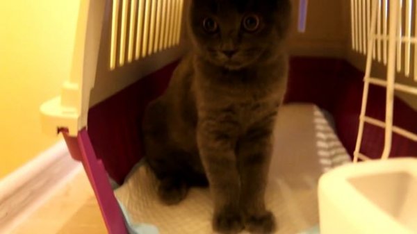 КОТЕНОК БАТТЕРС СЪЕЛ МИНИ ЛЕНТУ? ЕМУ ПЛОХО? ЧТО СЛУЧИЛОСЬ? МЫ РАССТРОЕНЫ | КОТЕНОК ВИДЕОБЛОГЕР