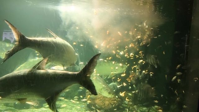 08.2025 Пенза Океанариум  (8)