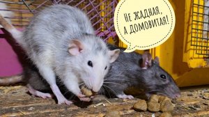 Деловая домовитая крыса: всё в дом, всё в семью!