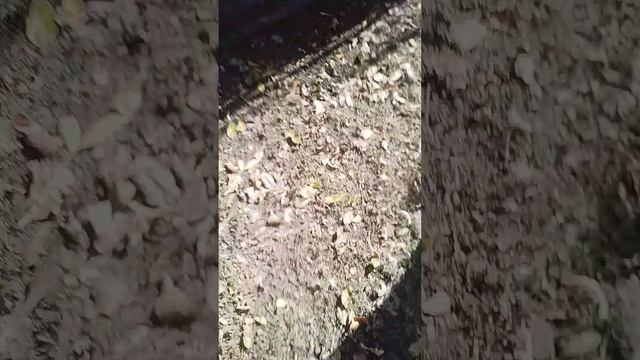 обзор что изменилось в совхозе 2 часть