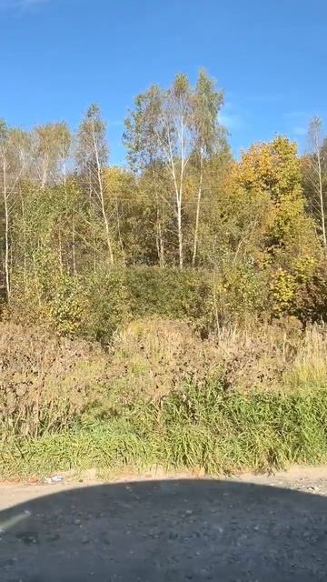 Лес около дороги смотреть онлайн
