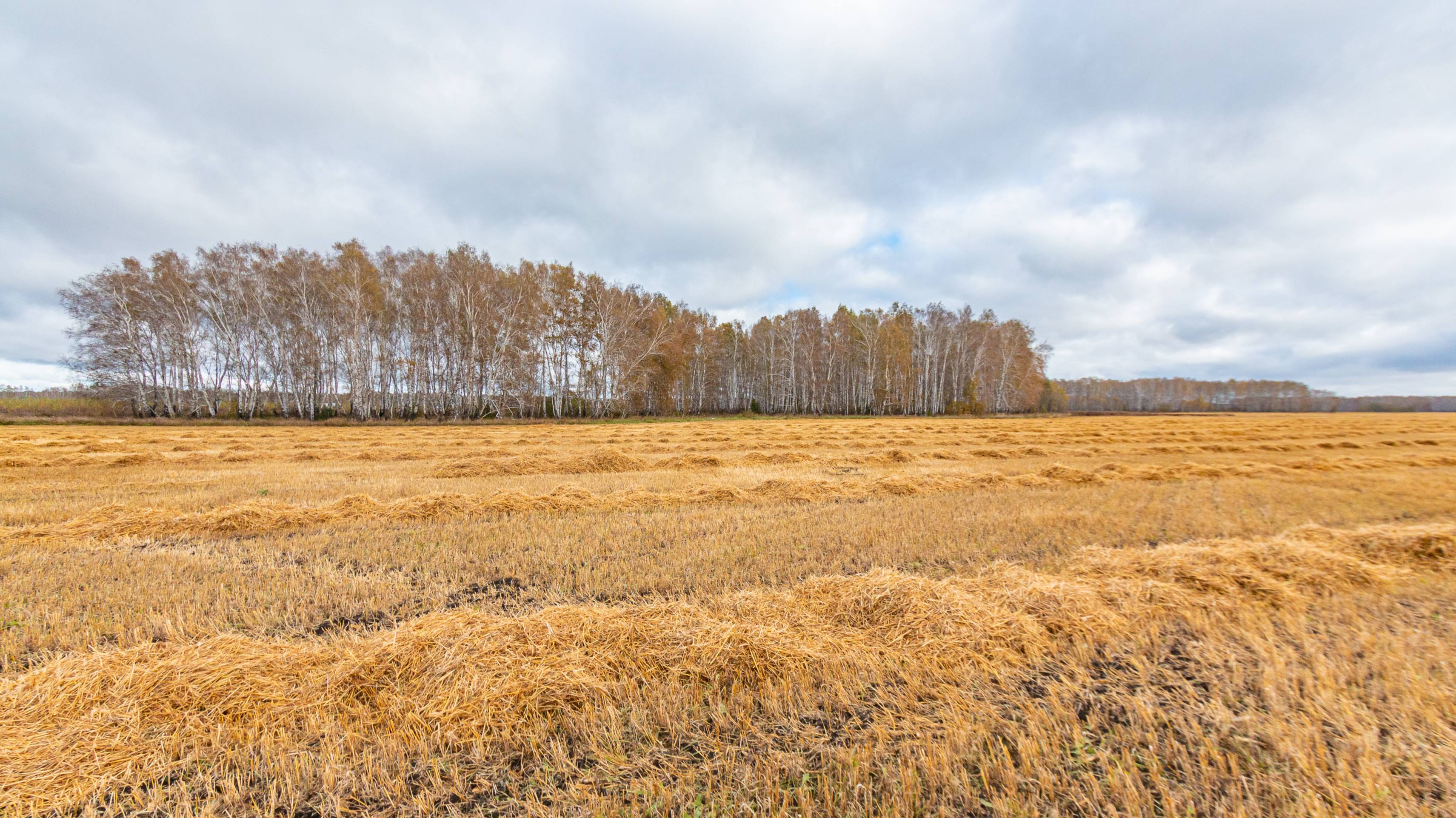 село Пушкино смотреть онлайн