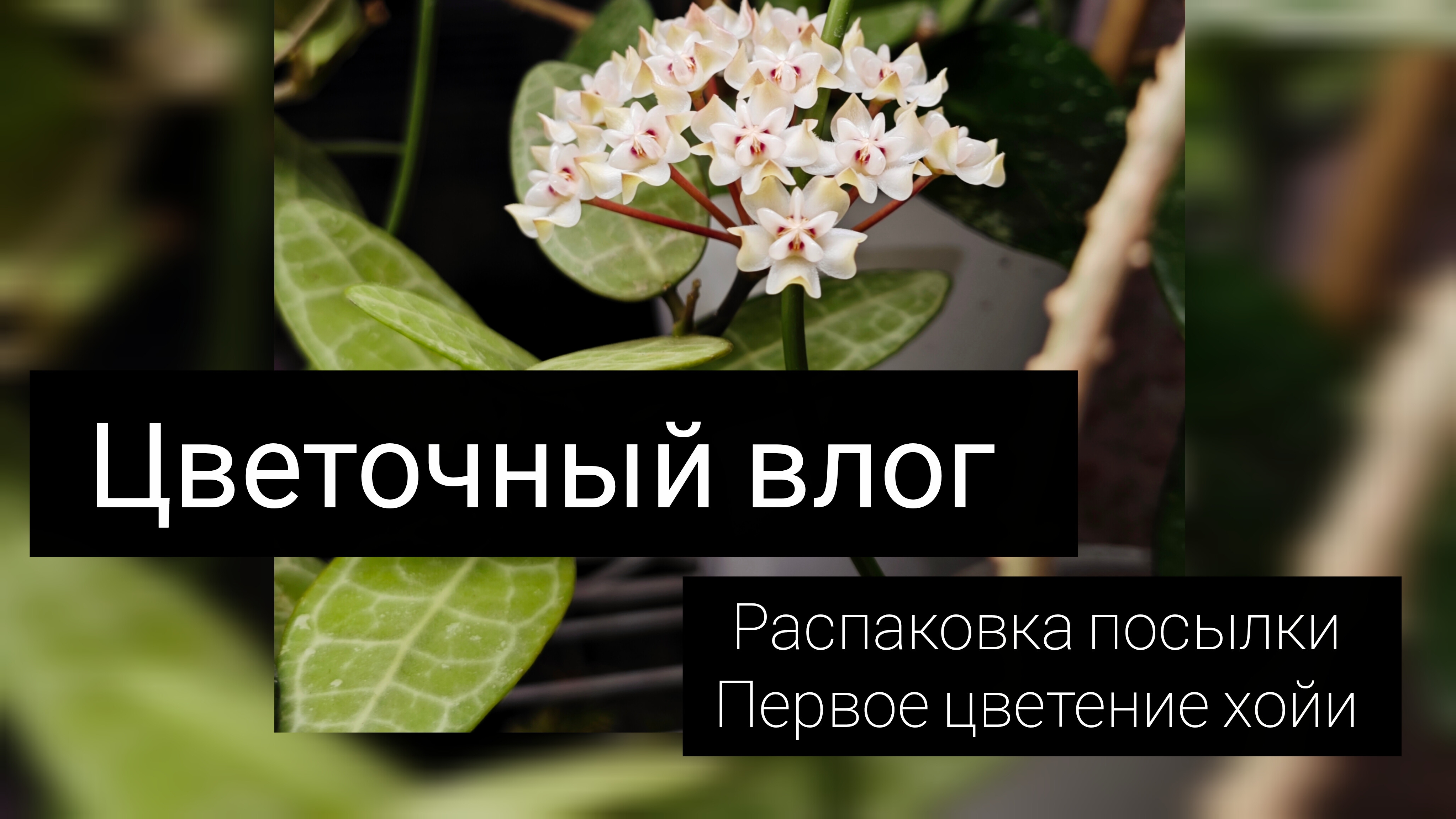 цветочный влог//распаковка посылки//цветение хойи смотреть онлайн