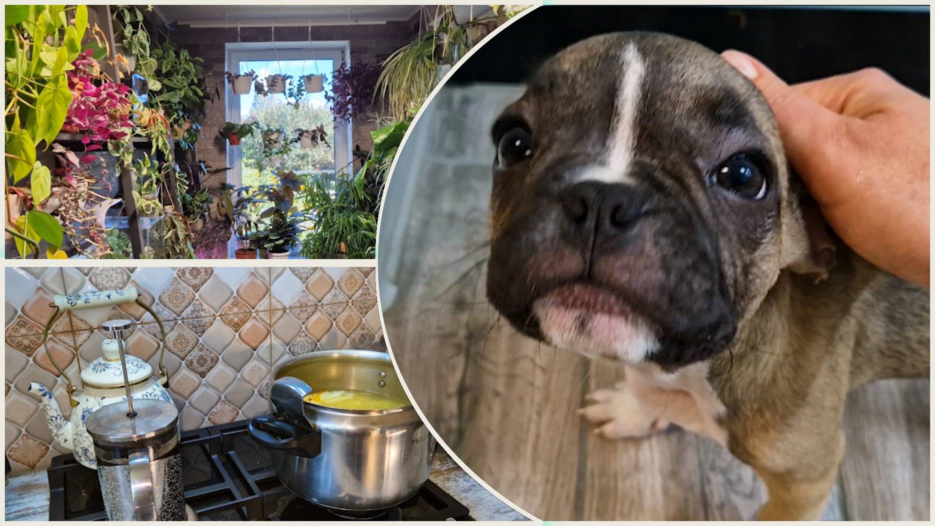 Осталась без кастрюль. Привожу оранжерею в порядок. Питомец на передержке. смотреть онлайн