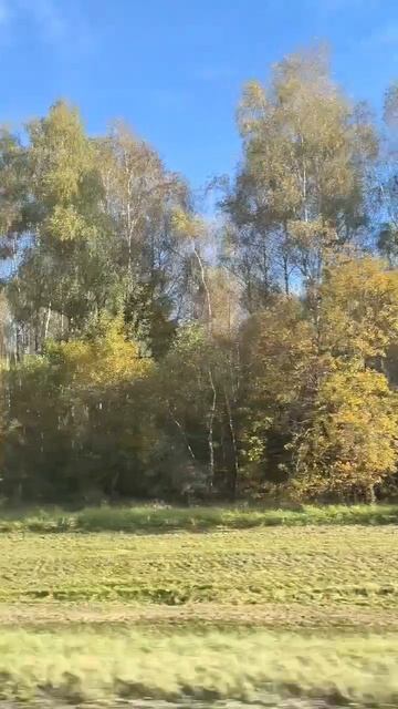 Деревья смотреть онлайн