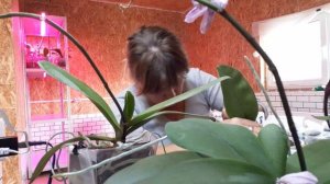 Орхидеи переезжают в Оранжерею