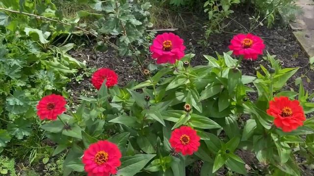 Красивая низкорослая циния. Сорт Милый карлик. смотреть онлайн