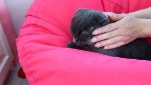 КОТ БАТТЕРС ДЕВОЧКА?