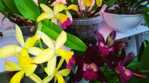 Каттлеи. Домашние цветение орхидей.