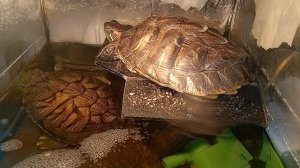 красноухая черепаха 🐢, утро 04-10-2025
