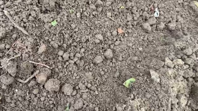 Посадка тюльпанов осенью. 2025год смотреть онлайн