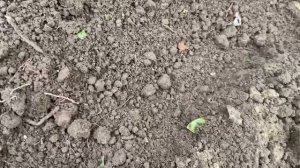 Посадка тюльпанов осенью. 2025год