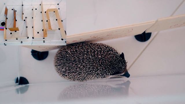 НАЙДЕТ ЛИ ЕЖИК ВЫХОД ИЗ ЛАБИРИНТА ? ЁЖИК VS ЛАБИРИНТ смотреть онлайн