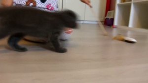 КОТЕНОК БАТТЕРС ЗНАКОМИТСЯ С НОВЫМИ ЛЮДЬМИ | ИГРАЕТ В НОВЫЕ ИГРУШКИ | ПОСЕЩАЕМ ВЕТЕРИНАРНУЮ КЛИНИКУ