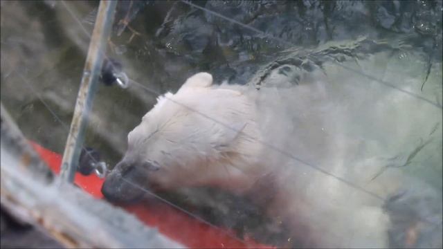 Белка играет в бассейне с трубой, а Стрелка бегает после купания 01.10.2025 смотреть онлайн