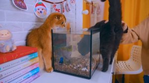 КОТЫ в ШОКЕ - ВПЕРВЫЕ УВИДЕЛИ РЫБОК | Котенок Персик УПАЛ в АКВАРИУМ с Рыбками… Новые Питомцы!