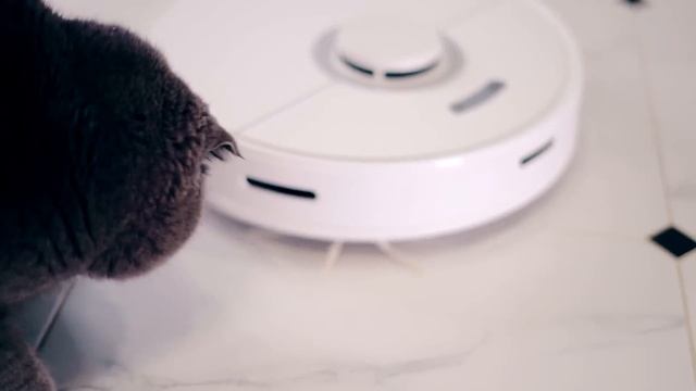 ЁЖИК БРУНО КУПАЕТСЯ | Купаем Ёжика - SPA for hedgehog (Генеральная уборка с Roborock) смотреть онлайн