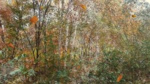 В подворотне осень с ветром танцевала.