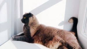 КОШЕЧКА БАТТЕРС 24 ЧАСА В ХОЗЯЙНИЧАЕТ ОТЕЛЕ | В РАКОВИНЕ, КАК В ЛОДОЧКЕ