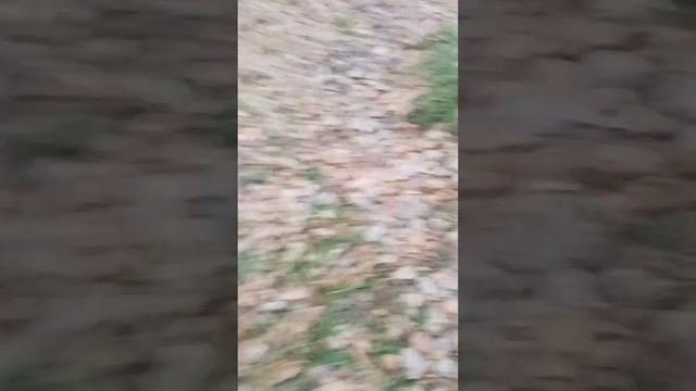 заброшенный лагерь 👻👹 смотреть онлайн