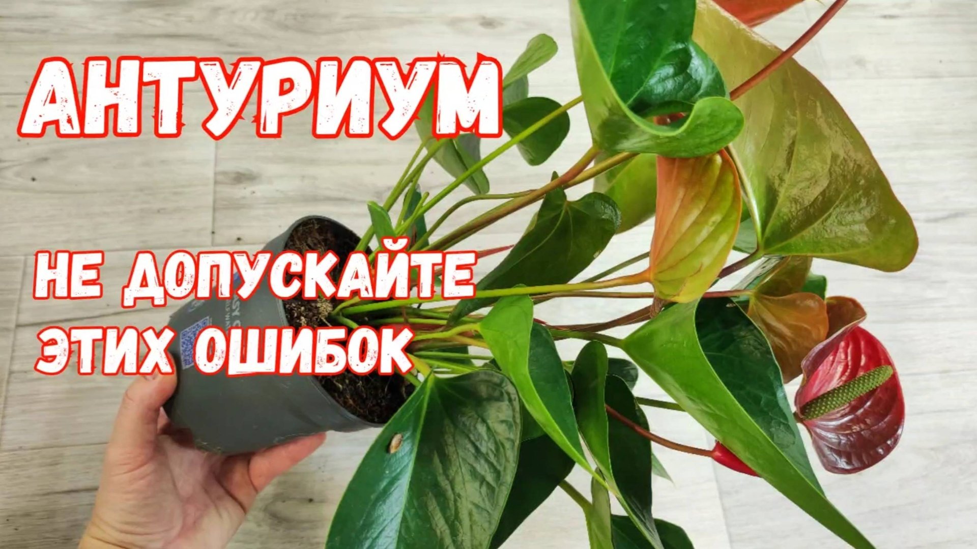 МАЛО КТО ЗНАЕТ ЧТО АНТУРИУМ ПЕРЕСАЖИВАЮТ ТОЛЬКО ТАК! смотреть онлайн