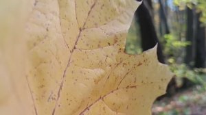 Осенняя прогулка. Кадры осени. Золотая осень