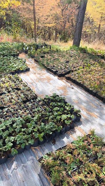 Осень в питомнике хвойных 🌲 смотреть онлайн