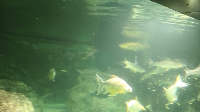 08.2025 Пенза Океанариум  (9)