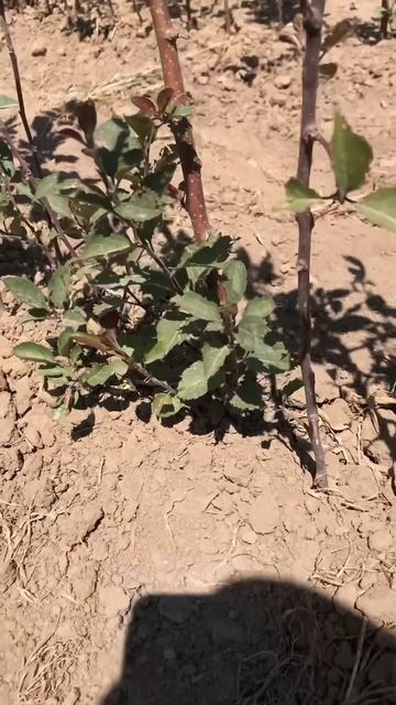 Было очень жарко. Я получил ожог и почувствовал, что спина горячая. смотреть онлайн