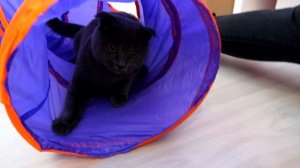 РЕАКЦИЯ КОТЕНКА БАТТЕРСА НА ТОННЕЛЬ | ТОННЕЛЬ СТАЛ ЕГО НОВЫМ ДОМОМ | КОТ БАТТЕРС