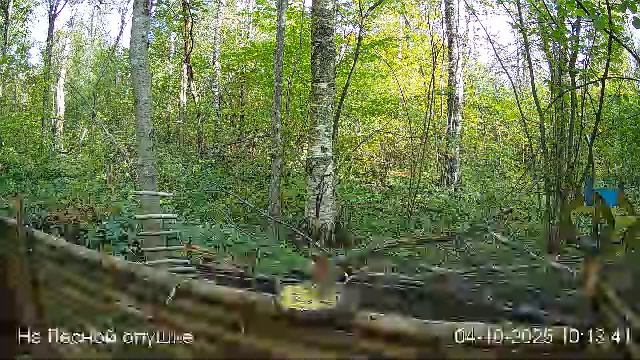 🍂ОКТЯБРЬ в ЛЕСУ онлайн #Relaxing #природа #звуки леса #птицы #погода🍁 смотреть онлайн