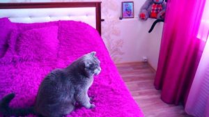 ВСЕ КОШКИ ТАКИЕ! ПОЧЕМУ КОТ МУРЗИК НЕ ПОЖЕНИТСЯ НА БАТТЕРС |  БУДУТ ЛИ ОНИ ДРУЖИТЬ?