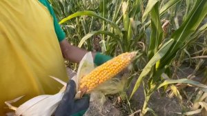 Уборка сухих остатков в огороде осенью