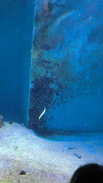 08.2025 Пенза Океанариум  (3)