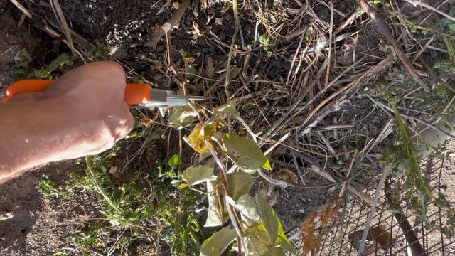 Первая зимовка винограда. Осенние работы по подготовке саженцев винограда к зиме смотреть онлайн