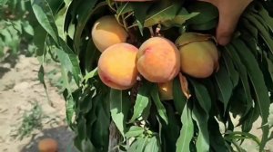 Колоновидный персик Юбилей Столицы | Ростов-на-Дону | Small Gardens