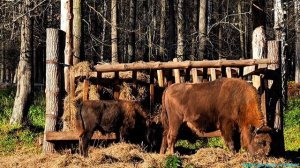 Приокско-Террасный заповедник!Видеоэкскурсия! ❤️❤️❤️