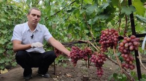 Продажа саженцев винограда. Виноград Анюта. Евгений РОМАН.