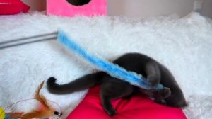 ВСЯ КОЛЛЕКЦИЯ ИГРУШЕК ГОВОРЯЩЕГО КОТЕНКА БАТТЕРСА | МЕГА РАСПАКОВКА