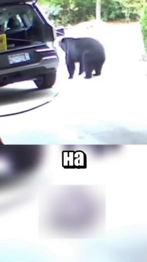 Выгнал медведя из гаража