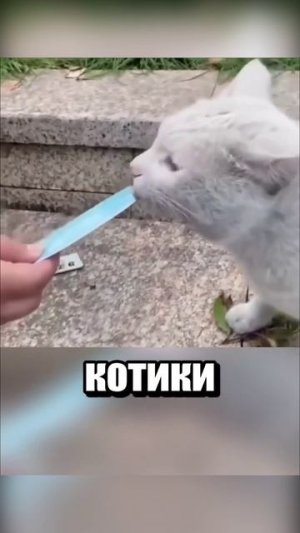 дшгнкт
