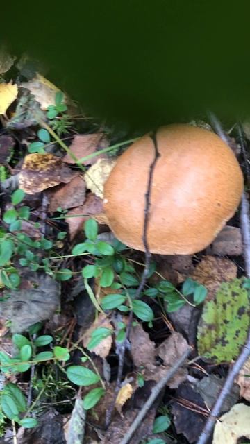 Грибы в октябре ( Архангельская обл.) смотреть онлайн