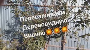 Пересаживаем Вишню Осенью