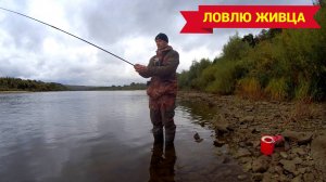КАК БЫСТРО НАЛОВИТЬ ЖИВЦА НА УДОЧКУ. Бычки на мормышку.
