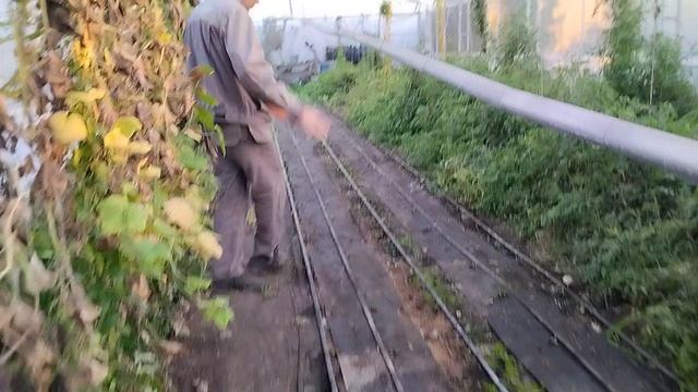 Теплица на 4 октября 2025