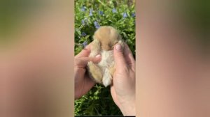 Я есть То √59, нисаргадатта Махараджа