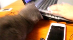 КОТЕНОК БАТТЕРС ПЫТАЕТСЯ ПОДРУЖИТЬСЯ С КОТОМ МУРЗИКОМ И ДРУГИМИ ЖИВОТНЫМИ